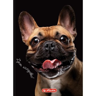 Brulion A6 80k kratka CRAZY ANIMAL 400196850 HERLITZ